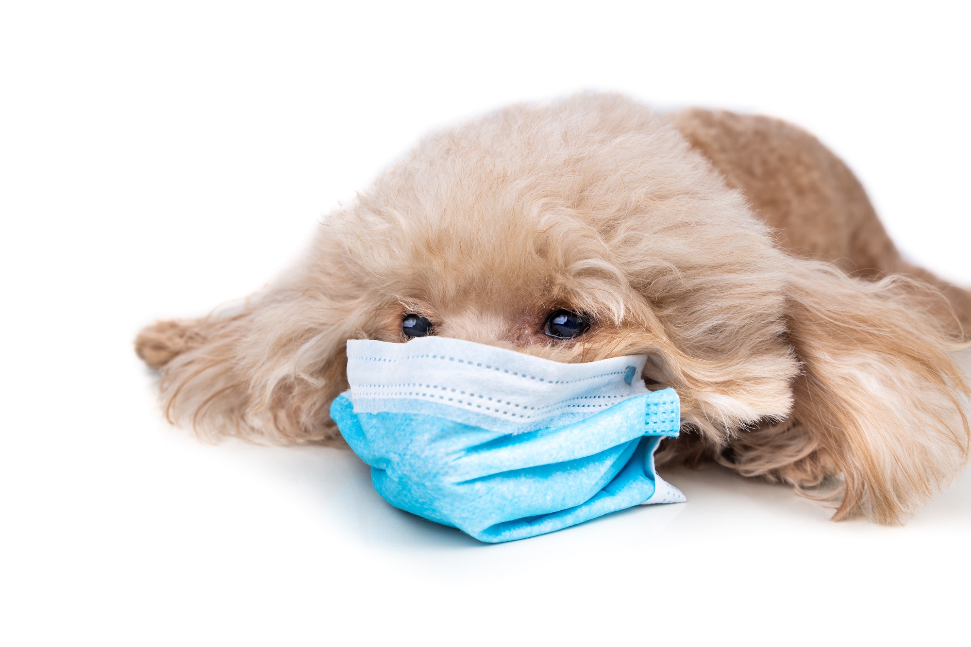 Pet dog poodle with face mask to protect against flu virus